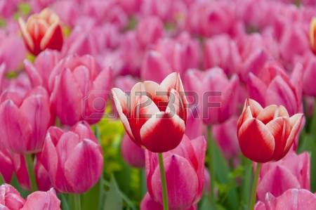 Tulips